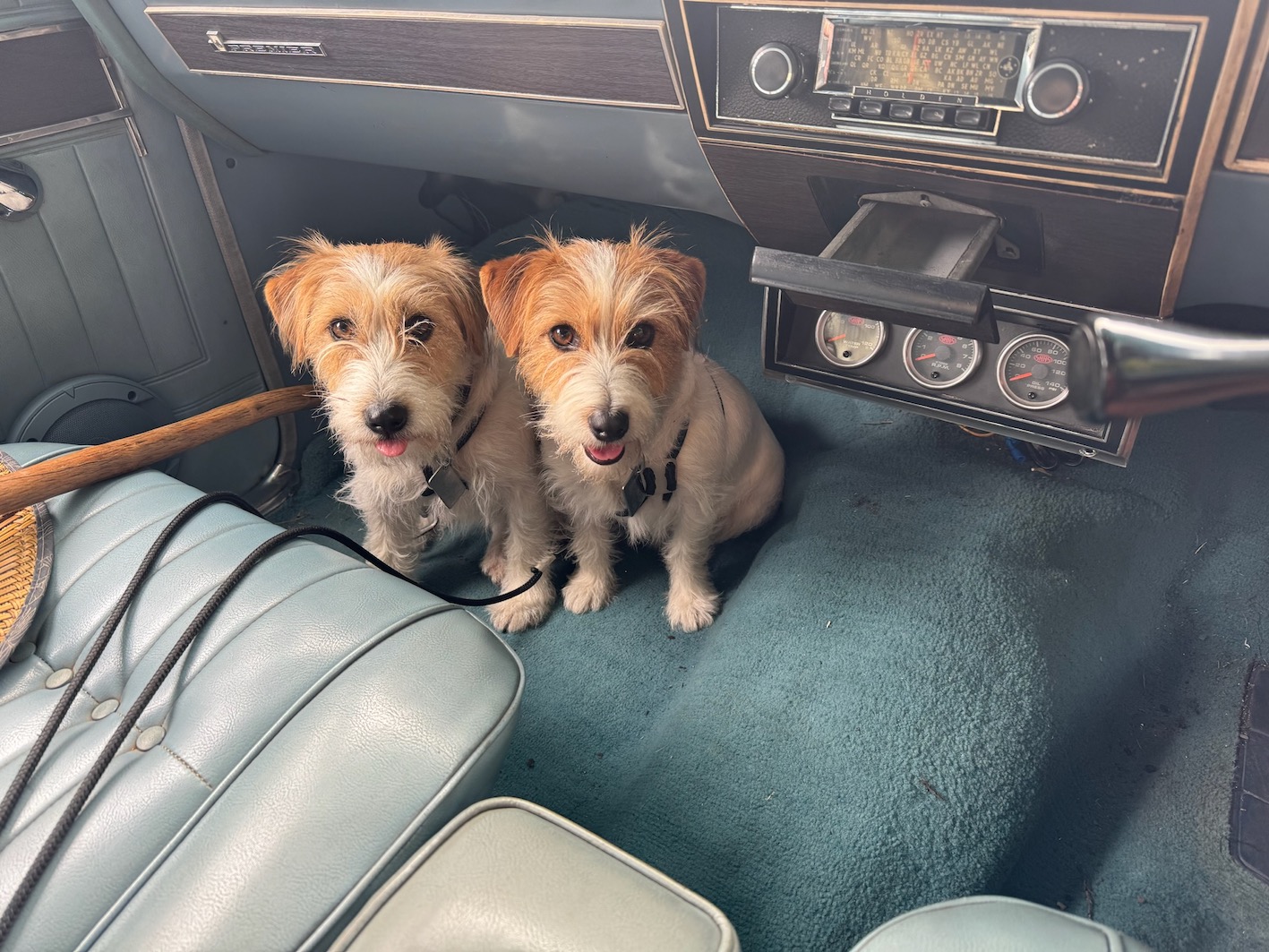 Canine Passengers